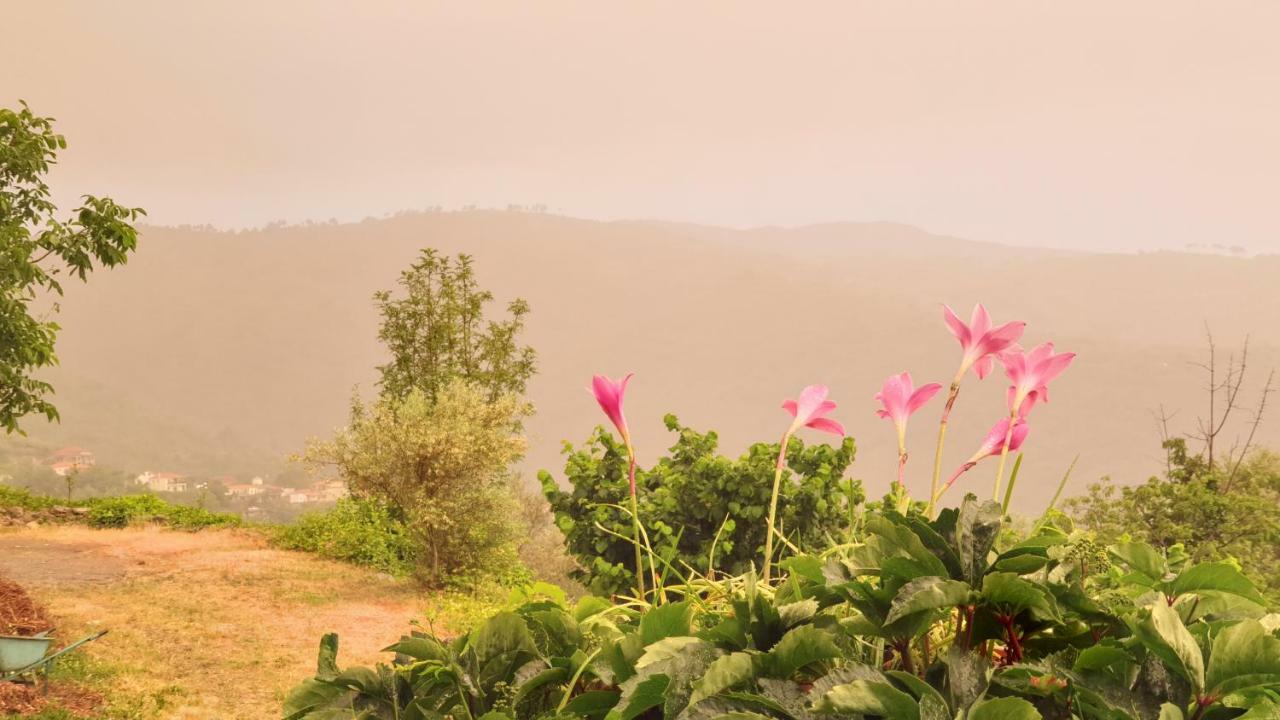 Alagonia Country Homes מראה חיצוני תמונה